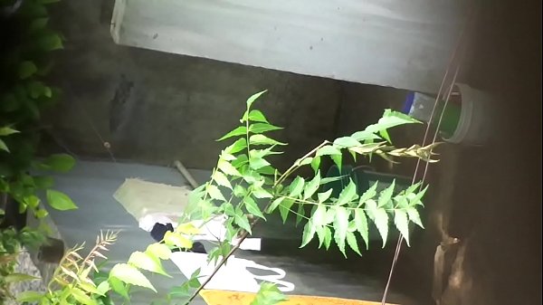 Desi Bhabhi Yang Menggoda Dengan Tubuh Seksi Dan Aura Erotis Yang Memikat
